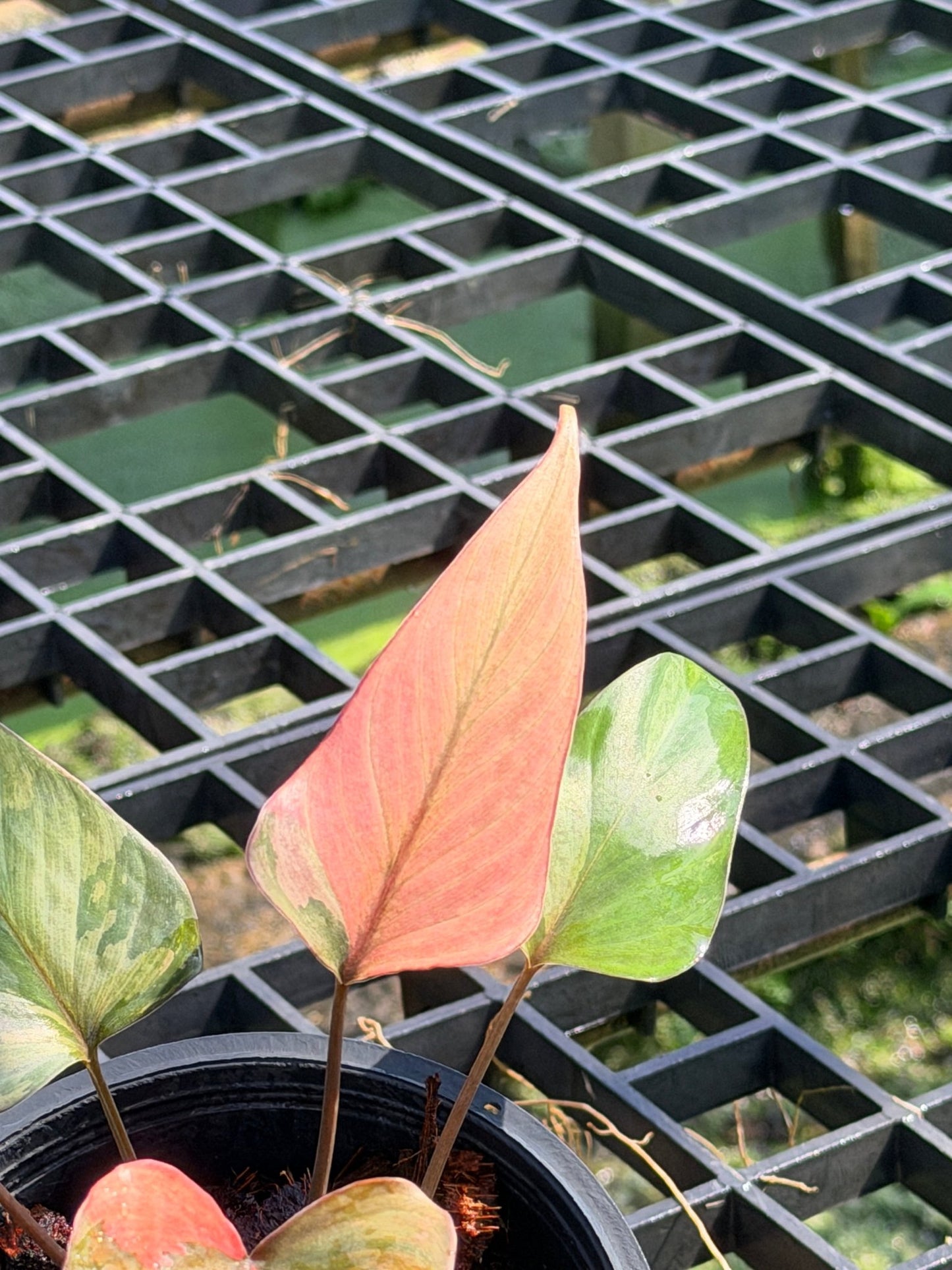 สเน่ห์จันทร์ดำด่างชมพู กระถาง 6 นิ้ว – Pink Variegated Black ZZ Plant - Pamathegardener