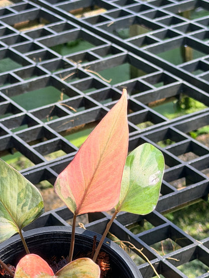 สเน่ห์จันทร์ดำด่างชมพู กระถาง 6 นิ้ว – Pink Variegated Black ZZ Plant - Pamathegardener