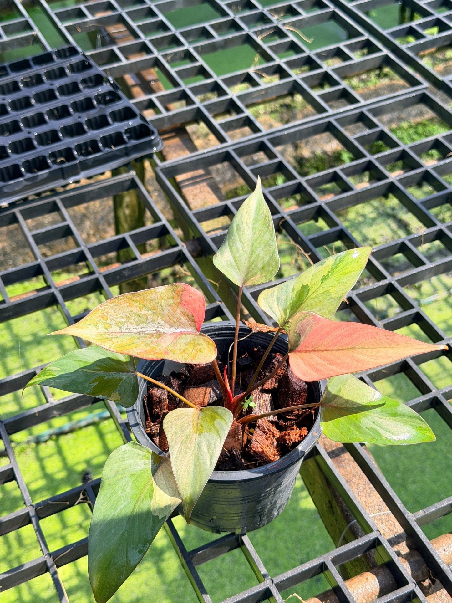 สเน่ห์จันทร์ดำด่างชมพู กระถาง 6 นิ้ว – Pink Variegated Black ZZ Plant - Pamathegardener