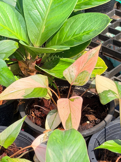 สเน่ห์จันทร์ดำด่างชมพู กระถาง 6 นิ้ว – Pink Variegated Black ZZ Plant - Pamathegardener