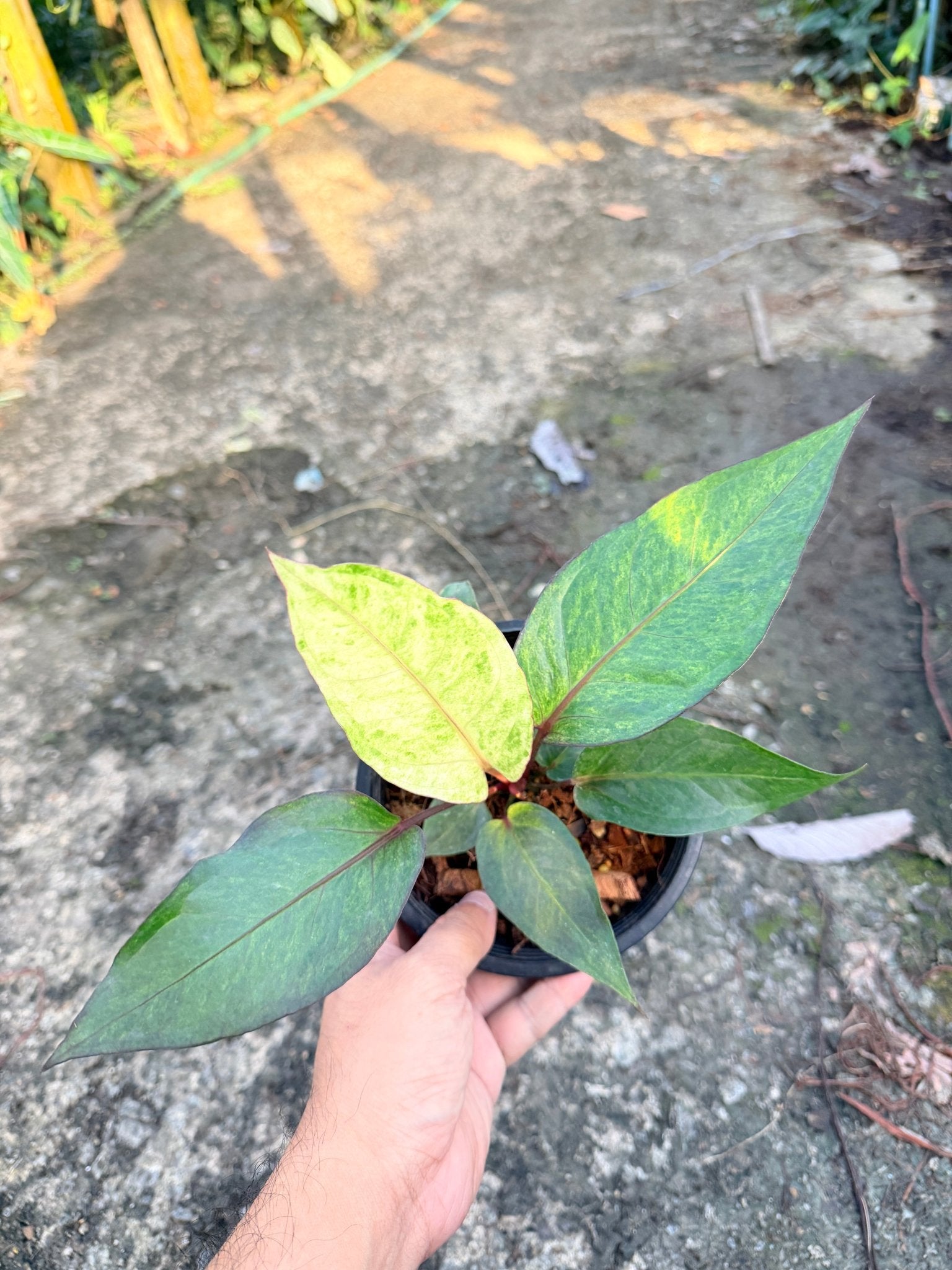 โชคเก้าชั้นด่างชมพู กระถาง 6 นิ้ว – Pink Variegated Lucky Bamboo - Pamathegardener