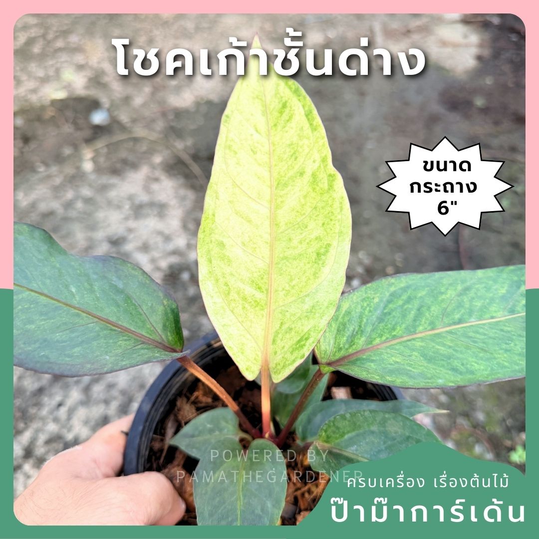 โชคเก้าชั้นด่างชมพู กระถาง 6 นิ้ว – Pink Variegated Lucky Bamboo - Pamathegardener