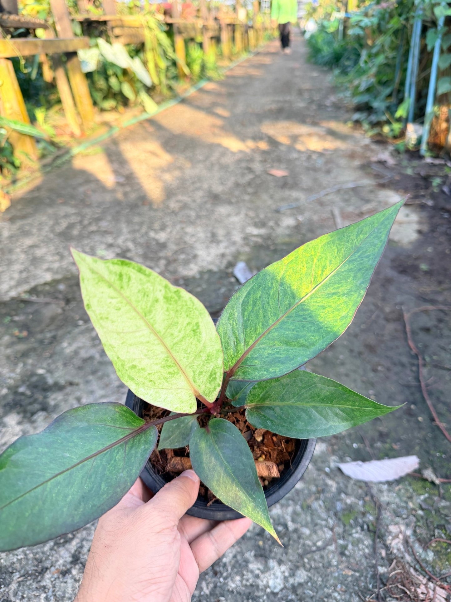 โชคเก้าชั้นด่างชมพู กระถาง 6 นิ้ว – Pink Variegated Lucky Bamboo - Pamathegardener
