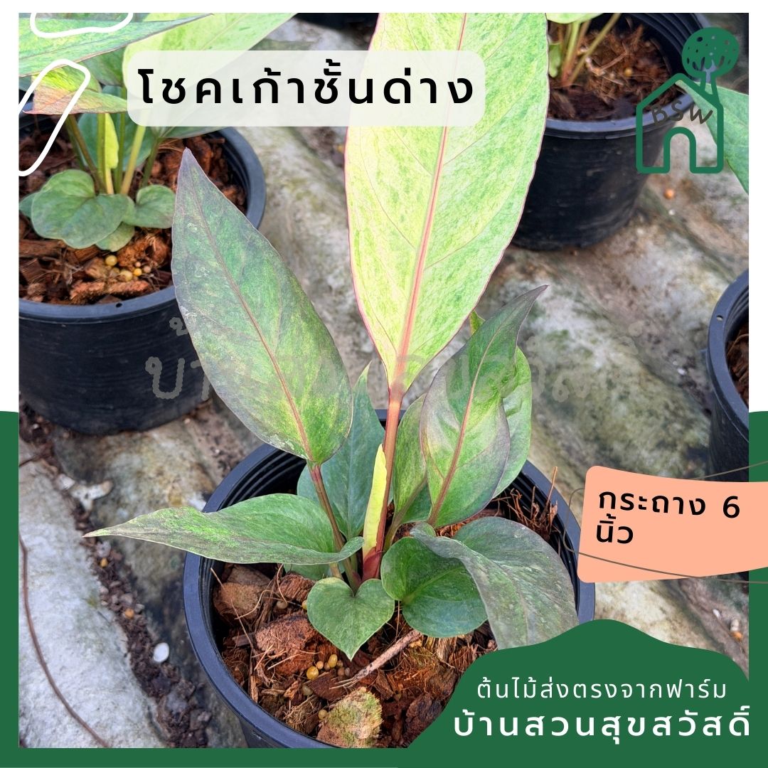 โชคเก้าชั้นด่างชมพู กระถาง 6 นิ้ว – Pink Variegated Lucky Bamboo - Pamathegardener