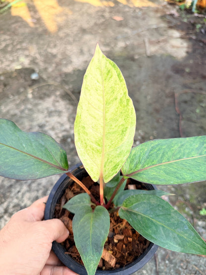 โชคเก้าชั้นด่างชมพู กระถาง 6 นิ้ว – Pink Variegated Lucky Bamboo - Pamathegardener