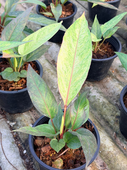 โชคเก้าชั้นด่างชมพู กระถาง 6 นิ้ว – Pink Variegated Lucky Bamboo - Pamathegardener