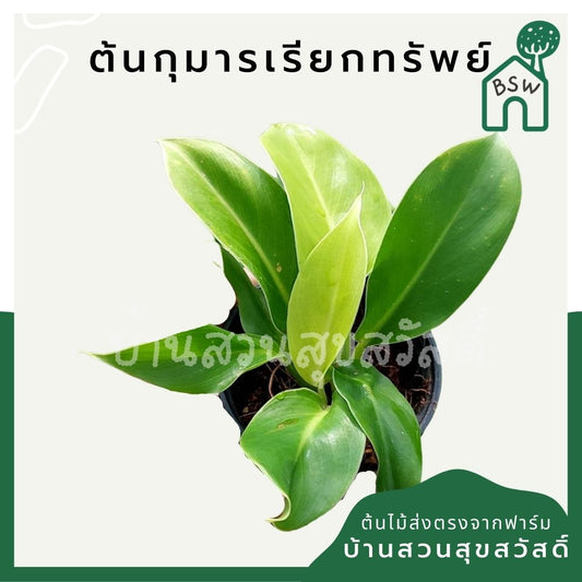 กุมารเรียกทรัพย์ (Aglaonema 'Kumarn Riak Sap') ไม้มงคลในกระถาง 2-3 นิ้ว