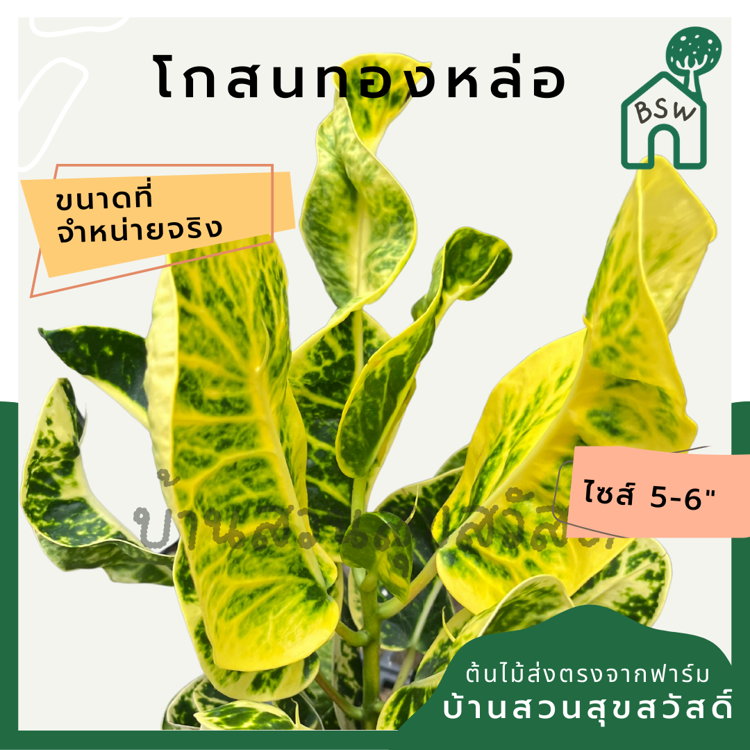 โกสนทองหล่อ กระถาง 5-6 นิ้ว ต้นโกสน เป็นไม้แดด ไม้ด่างสวย ใบสีสันสดใส