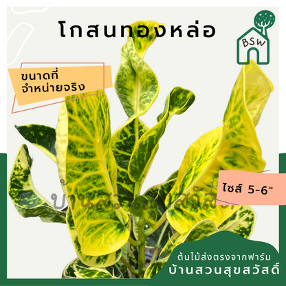โกสนทองหล่อ กระถาง 5-6 นิ้ว ต้นโกสน เป็นไม้แดด ไม้ด่างสวย ใบสีสันสดใส