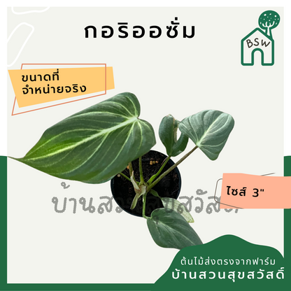 กลอริโอซัม (Philodendron Gloriosum) ไม้ใบกำมะหยี่ในกระถาง 3 นิ้ว