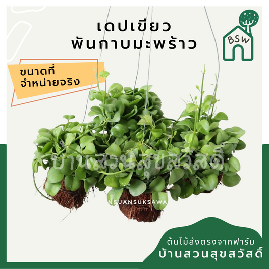 ต้นเดปใบเขียวพันกาบมะพร้าวพร้อมลวดแขวน