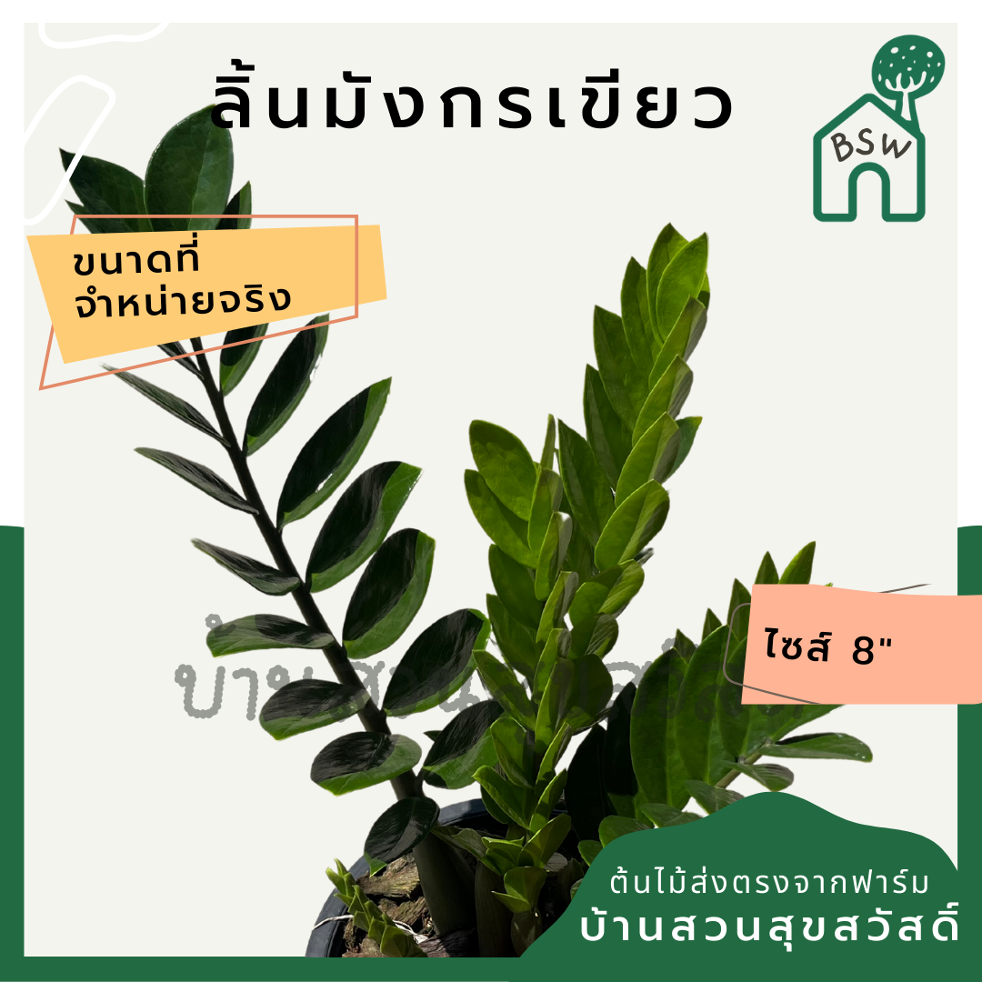 กวักมรกตเขียว กระถาง 8 นิ้ว ไม้ฟอกอากาศ เหมาะสำหรับมือใหม่ เลี้ยงในบ้านได้ดี ทนที่สุด