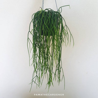 ริพซาลิส สายฝน ในกระถาง 4 นิ้ว Rhipsalis Burchellii