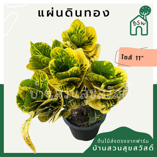 โกสนแผ่นดินทอง กระถาง 5-6 นิ้ว ต้นโกสน เป็นไม้แดด ไม้ด่างสวย ใบสีสันสดใส