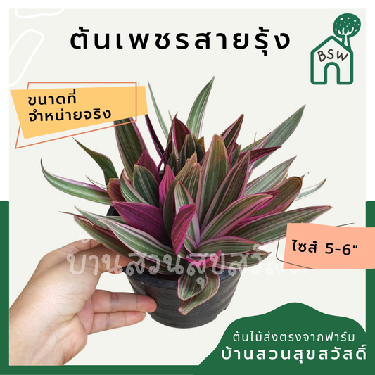 เพชรสายรุ้ง (Aglaonema) ไม้มงคลในกระถางพร้อมตั้ง