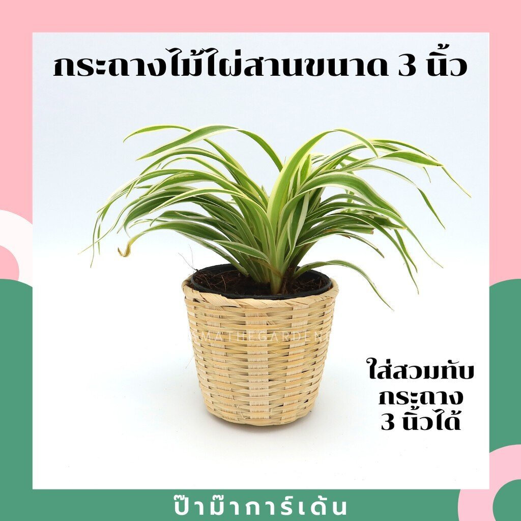 กระถางไม้ไผ่สานขนาด 3 นิ้ว ใส่ครอบกระถางเพาะชำ 3 นิ้วได้พอดี  กระถางไผ่สาน