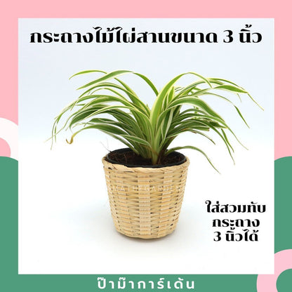 กระถางไม้ไผ่สานขนาด 3 นิ้ว ใส่ครอบกระถางเพาะชำ 3 นิ้วได้พอดี  กระถางไผ่สาน