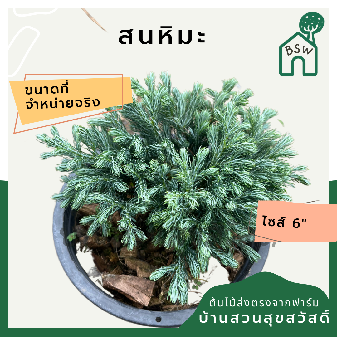 สนหิมะ กระถาง 6 นิ้ว ต้นสนหิมะ เป็นไม้แดด ไม้แต่งสวนสไตล์อังกฤษ