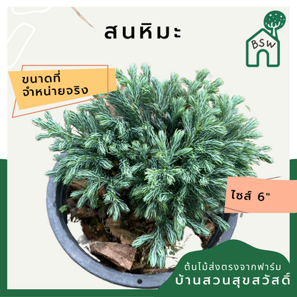 สนหิมะ กระถาง 6 นิ้ว ต้นสนหิมะ เป็นไม้แดด ไม้แต่งสวนสไตล์อังกฤษ