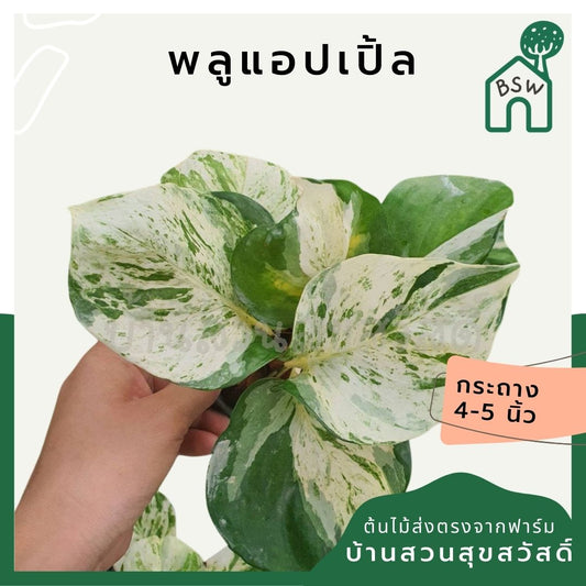 พลูแอปเปิ้ล (Pothos 'Apple') ไม้ใบสวยในกระถาง 4 นิ้ว