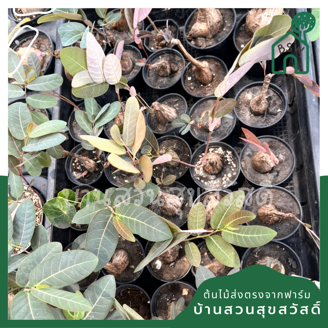 ต้นมะยมเงิน มะยมทอง กระถาง 3 นิ้ว