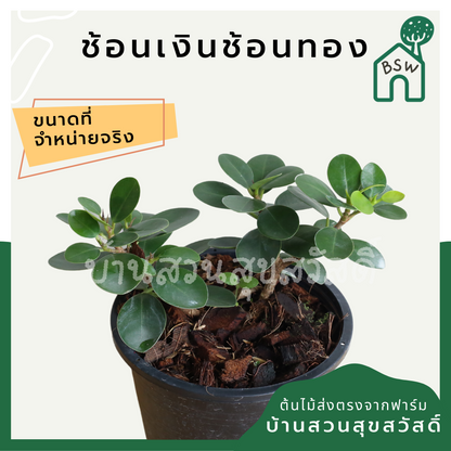 ต้นช้อนเงินช้อนทอง ในกระถางพร้อมตั้ง ต้นไม้มงคล