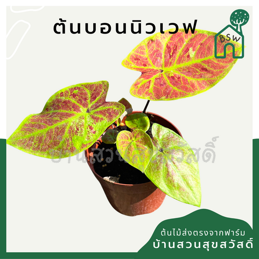 บอนสีนิวเวฟ (Caladium 'New Wave') ไม้ใบมงคลในกระถางพร้อมตั้ง