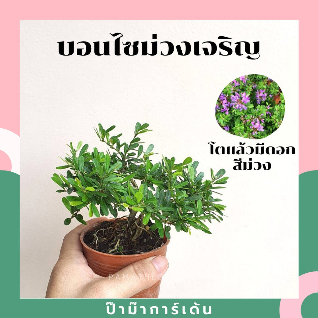 บอนไซ พร้อมกระถาง 3นิ้ว มีหลายสายพันธุ์