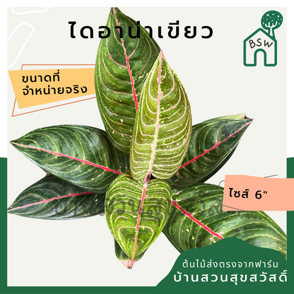 ไดอาน่าเขียว กระถาง 5-6 นิ้ว อโกลนีมา ด่างแบบโดดเด่น aglaonema ไม้แรร์