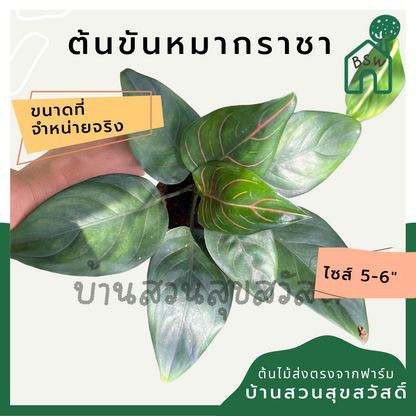 ต้นขันหมากราชา อโกลนีมาเส้นใบสีสวย