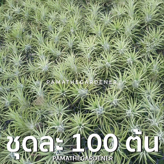 ทิลแลนเซีย (Tillandsia) ไม้ประดับในกระถางพร้อมตั้ง