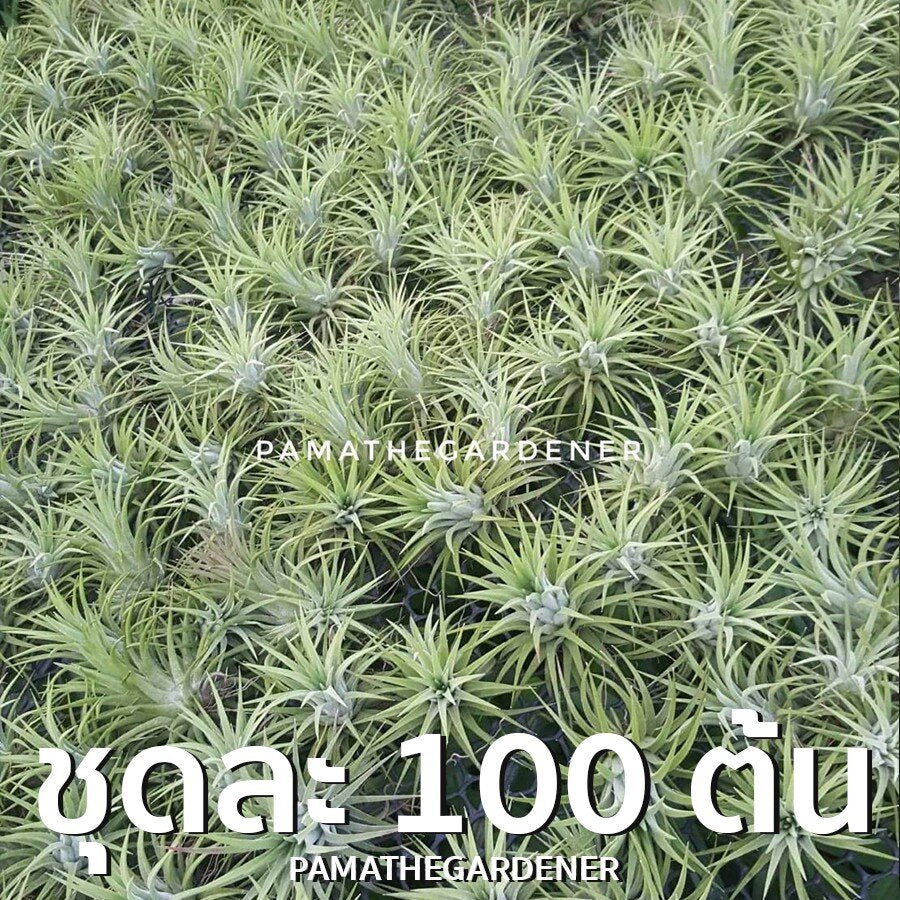 ทิลแลนเซีย (Tillandsia) ไม้ประดับในกระถางพร้อมตั้ง