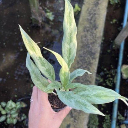 เงินเงิน อโกลนีม่า ส่งพร้อมกระถาง 11 นิ้ว