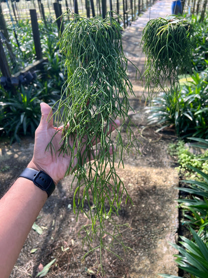 ริพซาลิสหางกระรอก rhipsalis