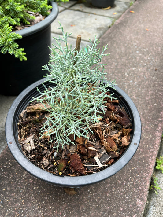 ต้นสนบลูไอซ์ (Blueice Cypress) ส่งพร้อมกระถาง 8 นิ้ว ฟอร์มสวย