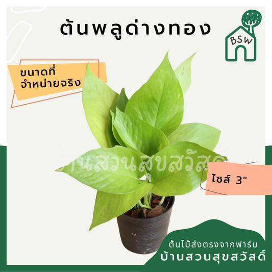 พลูด่างทอง (Golden Pothos) ไม้เลื้อยฟอกอากาศยอดนิยมในกระถาง