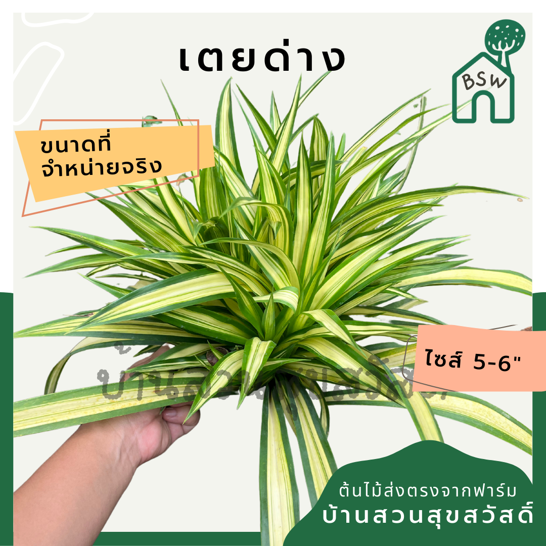 เตยด่าง (Pandanus Veitchii) ไม้จัดสวนในกระถาง 5-6 นิ้ว