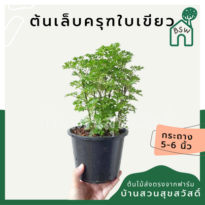 เล็บครุฑใบเขียว (Polyscias Guilfoylei 'Green') ไม้มงคลในกระถาง 3 นิ้ว