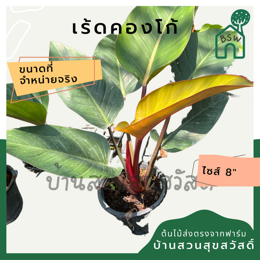 เร้ดคองโก | Philodendron Red Congo | ไม้ฟอกอากาศ ฟิโลเดนดรอนใบใหญ่ กระถาง 8 นิ้ว
