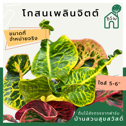 โกสนเพลินจิต กระถาง 5-6 นิ้ว ต้นโกสน เป็นไม้แดด ไม้ด่างสวย ใบสีสันสดใส