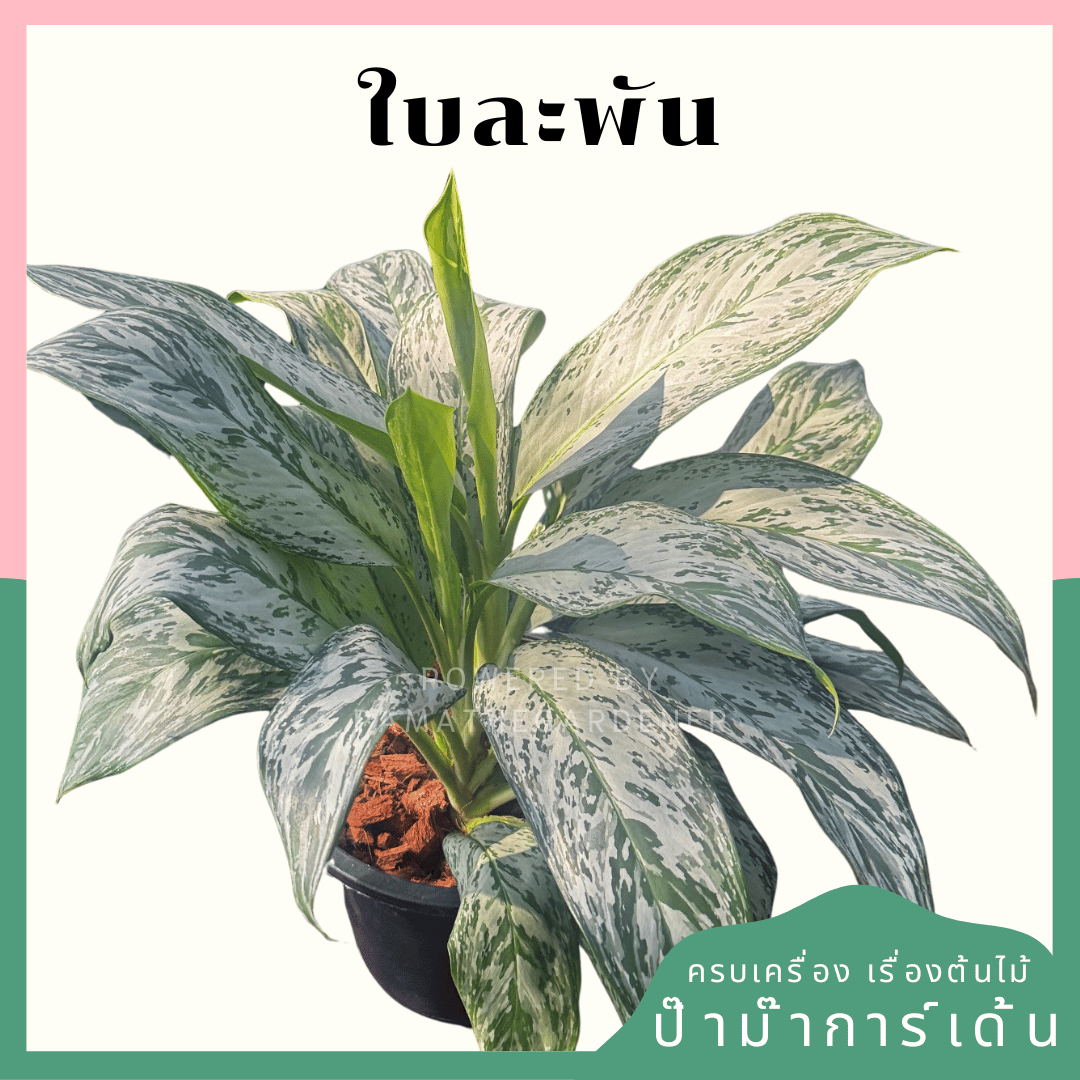 อโกลนีม่าเศรษฐีใบละพัน (Sethi Baila Pan) กระถาง 8 นิ้ว