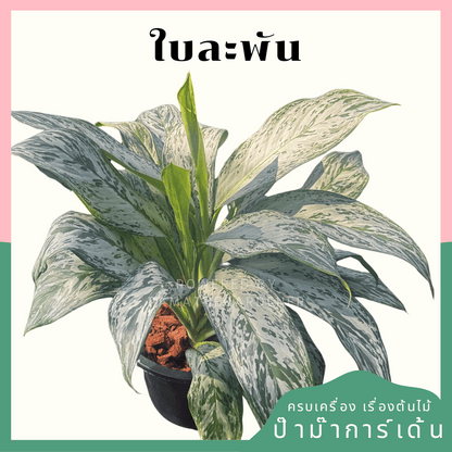 อโกลนีม่าเศรษฐีใบละพัน (Sethi Baila Pan) กระถาง 8 นิ้ว