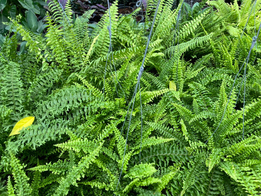 เฟิร์นบอสตัน (Nephrolepis Exaltata) ไม้ฟอกอากาศในกระถาง 8 นิ้ว