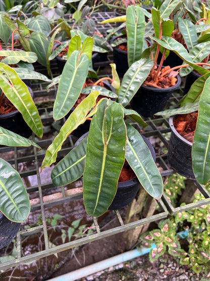 ต้นฟิโลก้านส้ม ฟิโลเดนดรอนก้านส้ม Philodendron billietiae พร้อมส่ง  ไม้เนื้อเยื้อ