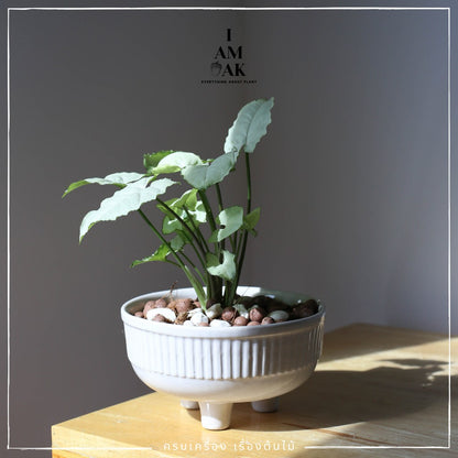 กระถางเซรามิก 3 ขา ปากกว้าง 4-5 นิ้ว เคลือบอย่างดี ไม่มีจานรองนะคะ [LP คัพเค้กใหญ่]