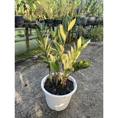 กระถางดำ 4 นิ้ พร้อม กวักมรกตด่าง ด่างสวย เทพมาก มีตุ่มแล้ว