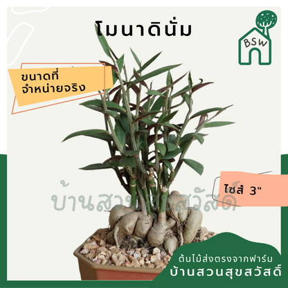 โมนาดินั่ม (Monadenium) ไม้โชว์โขดในกระถางพร้อมตั้ง