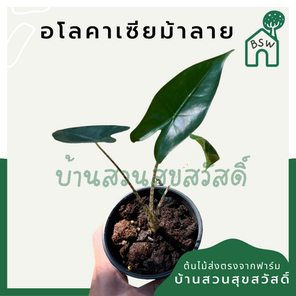 อโลคาเซียม้าลาย (Alocasia Zebrina) ไม้ใบสวยในกระถาง 5 นิ้ว