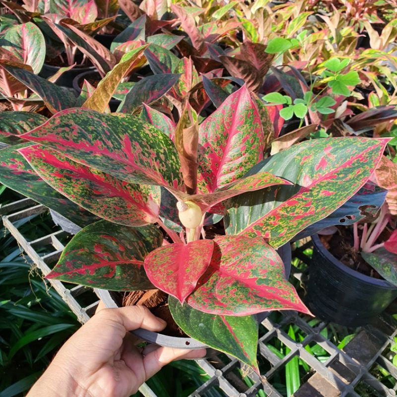 ต้นทรัพย์มงคล อโกลนีมา เลี้ยงในบ้านได้ ใบสีสดสวย (ลอตใหม่ กระถาง 4 - 8 นิ้ว)