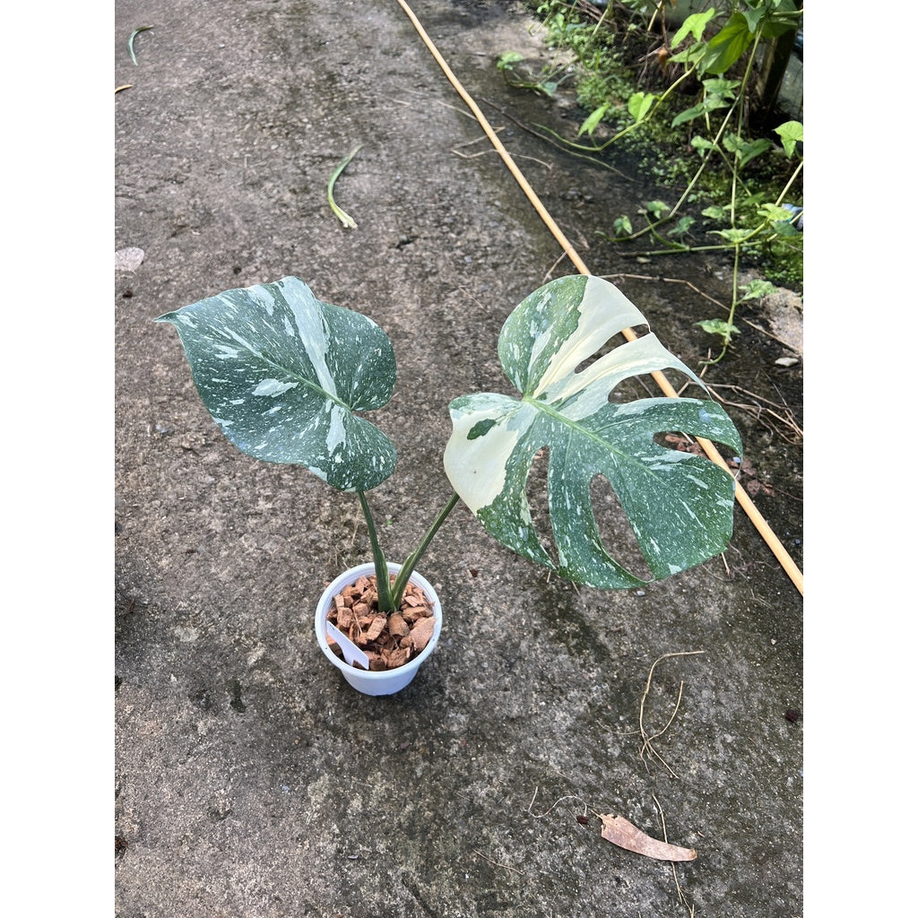 ต้นมอนสเตอร่า ไทยคอนด่าง Monstera Thai Constellation Variegated ใบสวย [เลือกต้นก่อนสั่ง] update 29/12/2564